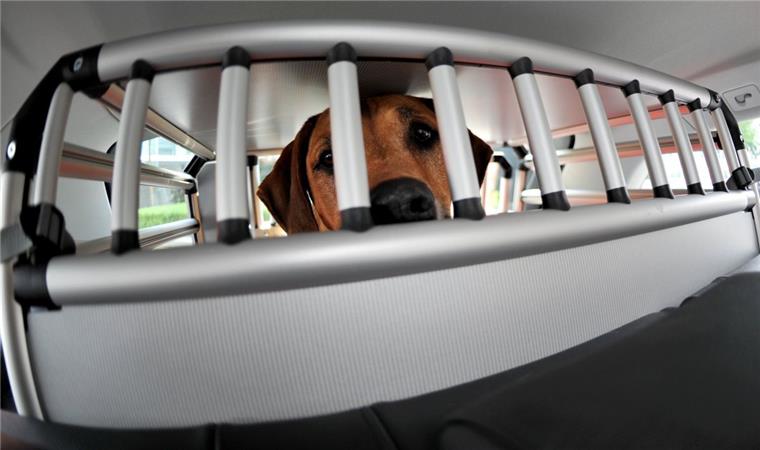 Cuxhaven: Polizei rettet Hund aus aufgeheiztem Auto Die Polizei in Cuxhaven hat ein Auto aufgebrochen, in dem ein Hund in einer Transportbox saß.