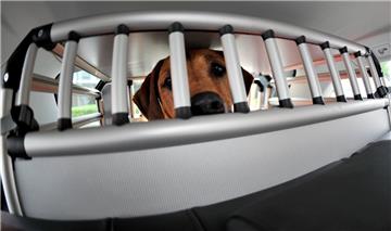 Die Polizei in Cuxhaven hat ein Auto aufgebrochen, in dem ein Hund in einer Transportbox saß. 