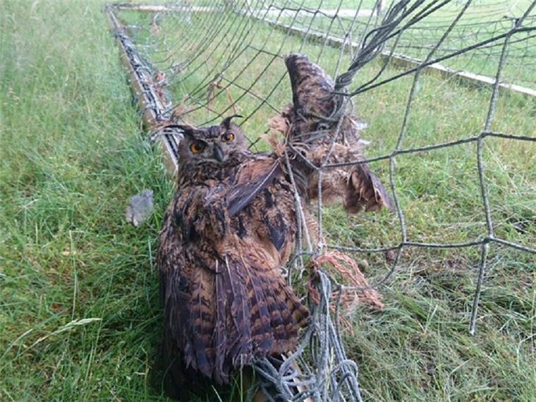 Ins Netz gegangen: Polizei rettet Uhu aus Fußballtor Die Polizei in Lüneburg hat ein Uhu gerettet. Der Vogel hatte sich im Netz eines Fußballtores verheddert.