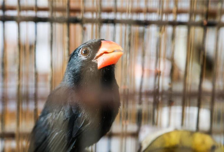 Illegaler Handel: Polizei rettet über 700 exotische Tiere aus kriminellem Netzwerk Ein Papagei sitzt in einem Käfig. Die Polizei in Rio de Janeiro hat bei der bislang „größten Operation gegen illegalen Tierhandel in Brasilien“ über 700 Wildtiere gerettet.