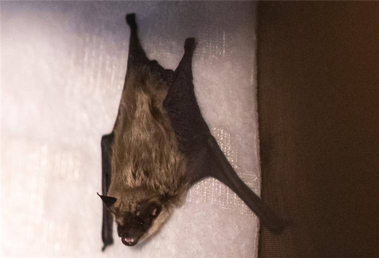 Fledermaus sorgt für Alarm in Zeven Die Polizei in Zeven musste am Montag wegen einer Fledermaus (Symbolbild) ausrücken.