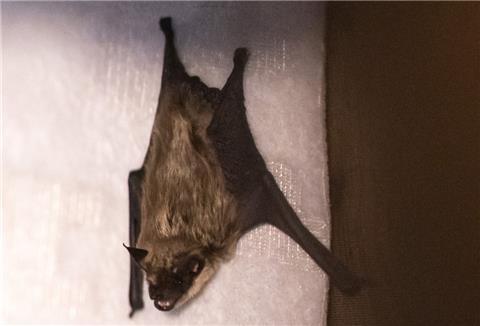 Die Polizei in Zeven musste am Montag wegen einer Fledermaus (Symbolbild) ausrücken.