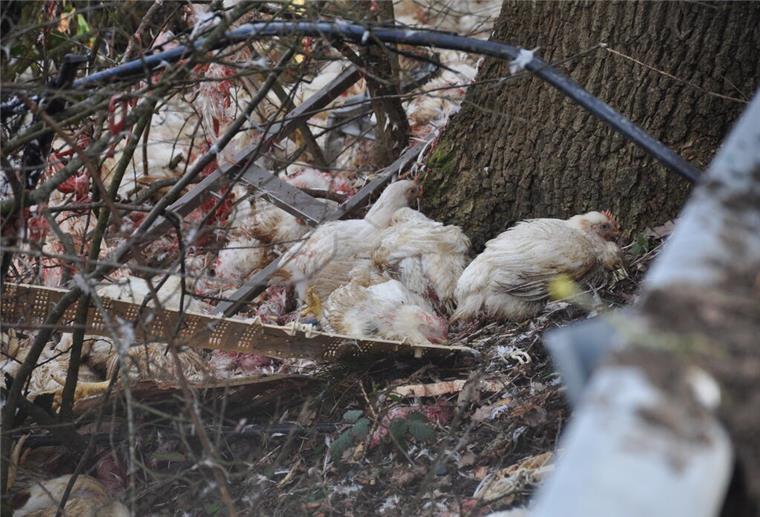 Tiertransporter auf Bundesstraße verunglückt: 2500 Tiere tot Die Polizei informierte nach dem Unfall das Kreisveterinäramt.