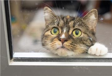 Eine Katze im Tierheim.