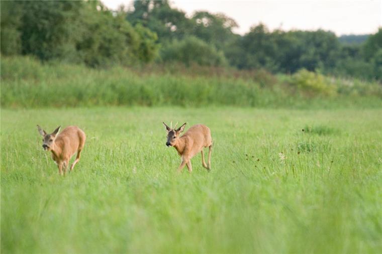 Polizei warnt vor Wildwechsel in Bremerhaven und umzu Die Polizei warnt vor Wild auf den Straßen, vor allem in der Dämmerung.