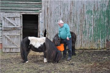 Die Ponys verbringen auf dem Hof ihren Lebensabend: Heino Runge beim Füttern seiner beiden Gnadenpferde Flicka (35, vorn) und Sanne (38).  