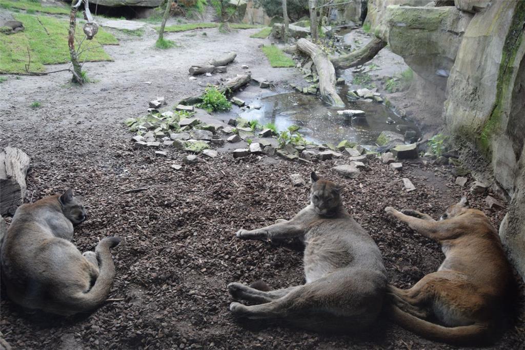 Die Pumas lassen es eher ruhig zugehen.