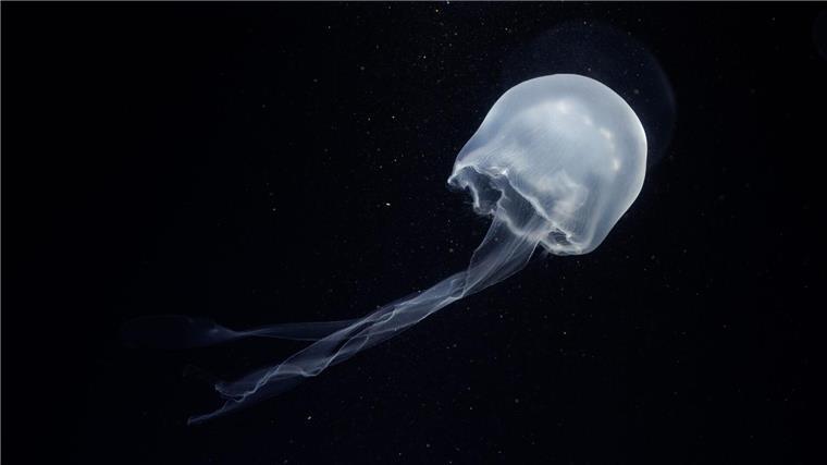 Zoo Osnabrück präsentiert Ohrenquallen Die Quallen sind Nachzuchten aus dem Aquarium Berlin.