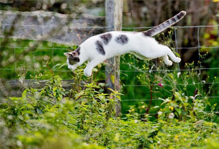 Niedersachsen plant Kastrationspflicht für Katzen Eine Katze springt in einem Garten ins Gebüsch.