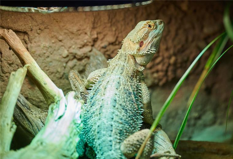Eine Echse steht unter einer Wärmelampe in ihrem Terrarium.