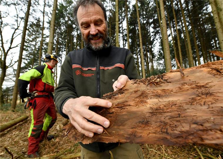Die Rinde musste runter vom Fichtenstamm: Der Borkenkäfer hat im Holzurburger Wald in Geestland seine Spuren hinterlassen. Revierförster Dieter Röhnisch weist auf den ungeliebten Waldbewohner hin.