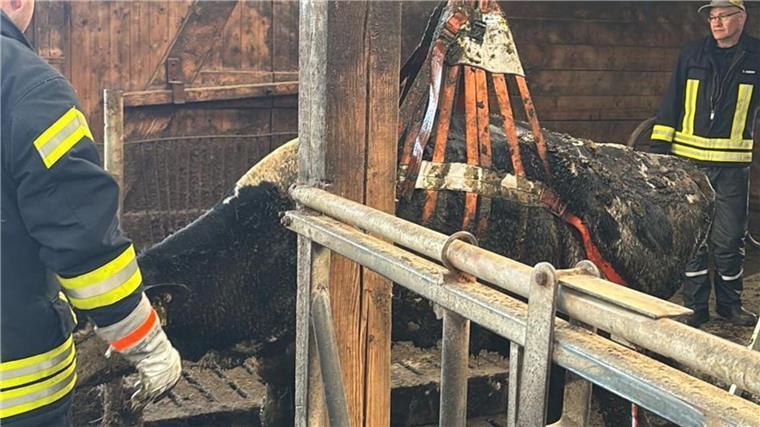 Fünf Rinder aus Güllekeller in Ostfriesland gerettet Die Rinder wurden mit einem speziellen Geschirr aus dem Güllekeller gehoben.