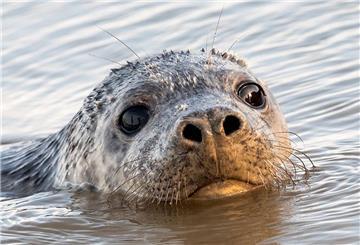 Kegelrobbe Toni schwimmt nach der Auswilderung im Wattenmeer.