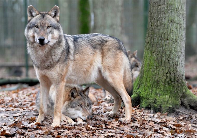 Niedersachsen will in Ausnahmen ganze Wolfsrudel abschießen Die rot-grüne Landesregierung in Niedersachsen will ganze Wolfsrudel in Ausnahmefällen zum Abschuss freigeben.