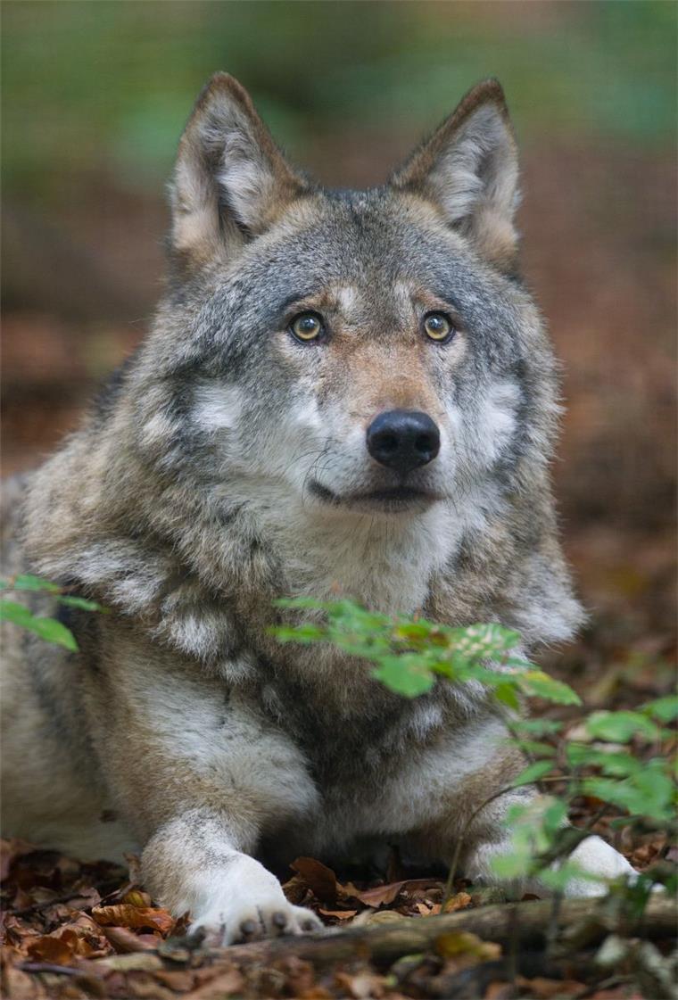 Die Rückkehr des Wolfes erhitzt weiterhin die Gemüter.