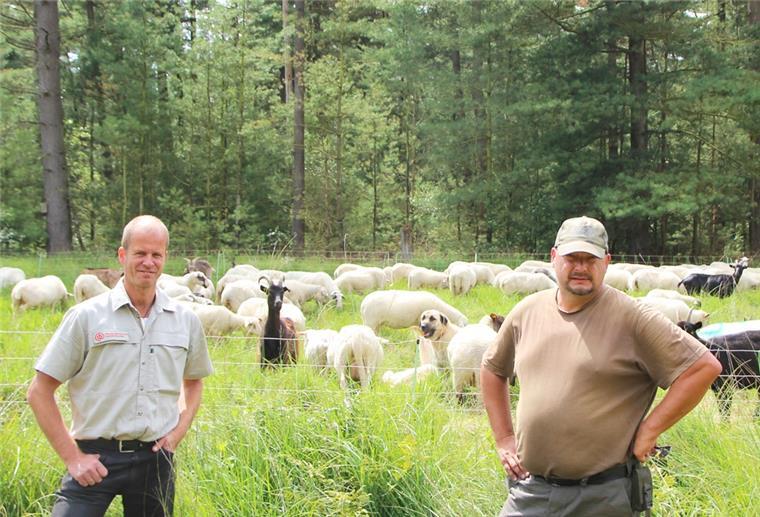 Vierbeiner pflegen die Moorlandschaft bei Bad Bederkesa Schaf und Ziegen beweiden das Naturschutzgebiet „Holzurburg am Bederkesaer See“.