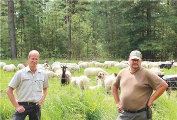 Schaf und Ziegen beweiden das Naturschutzgebiet „Holzurburg am Bederkesaer See“.