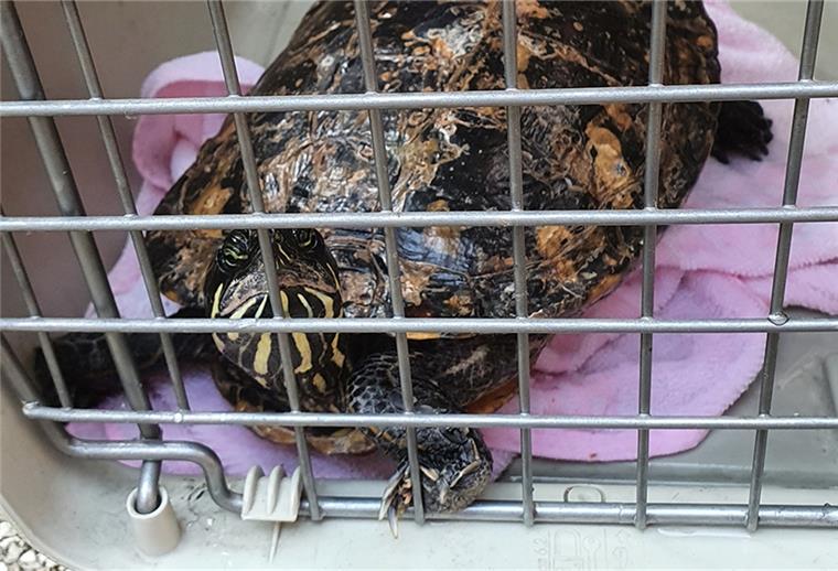 Polizei Bremerhaven sucht Abnehmer für Schildkröte Die Schildkröte kann vom Tierheim an einen geeigneten Haltet gegeben werden.