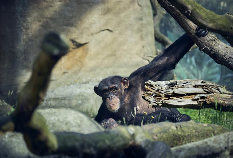 Zoo am Meer: Ferienspaß der besonderen Art Schimpansen Zoo am Meer Bremerhaven
