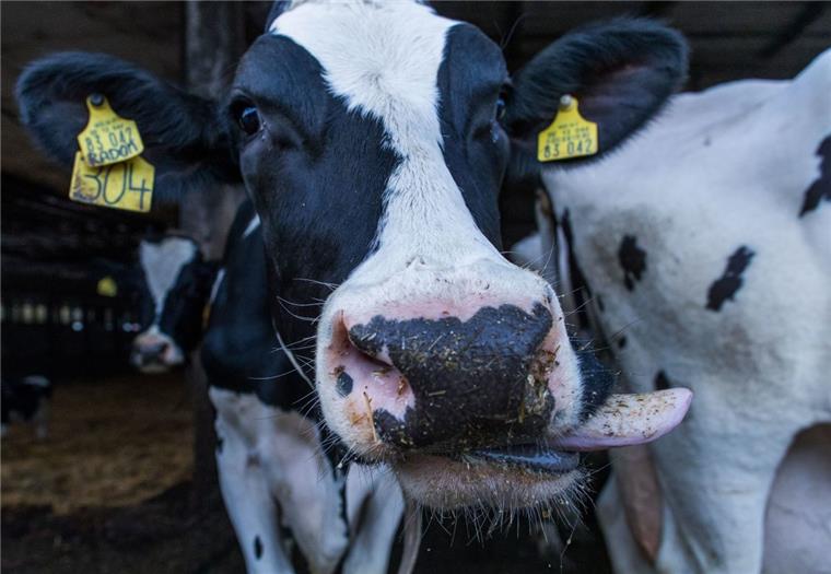 Schlechte Milchpreise, viel Bürokratie: Immer weniger Bauern in Niedersachsen Die schlechten Milchpreise haben in Niedersachsen zu einem Rückgang der Bauern geführt.
