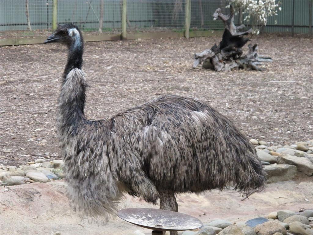Die schnellste Tierart: Emus laufen bis zu 60 Stundenkilometer schnell, sind dafür aber flugunfähig. Trotzdem: Rasant!