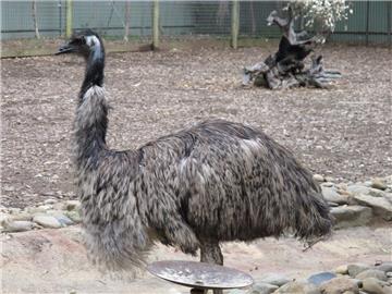 Die schnellste Tierart: Emus laufen bis zu 60 Stundenkilometer schnell, sind dafür aber flugunfähig. Trotzdem: Rasant!
