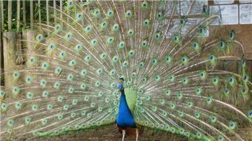 Die schönsten Tiere: Pfau. Wer sonst?