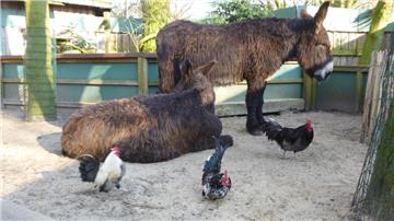 Die schwerste Tierart: Die Französischen Riesenesel sind mit einem Gewicht von bis zu 350 Kilogramm echte Schwergewichte. Pfundig.