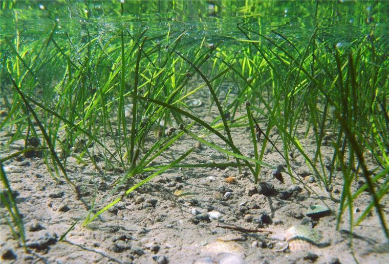 Sorge um Nordsee-Ökosystem: Seegraswiesen in Niedersachsen schwinden Seegras.
