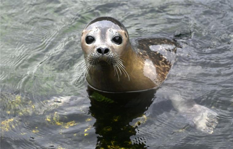 Zusammengefasst! Das war der Mittwoch im nord24-Land Die Seehund-Familie im Zoo am Meer in Bremerhaven wächst.