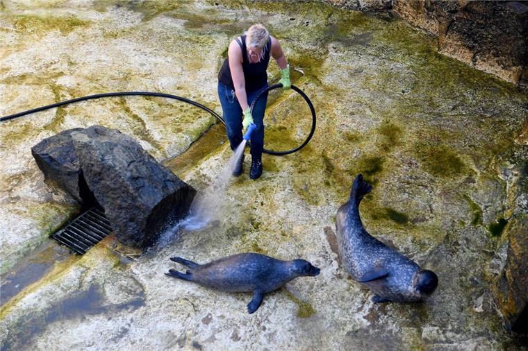 Bremerhaven: Großputz im Zoo am Meer - mit Video Die Seehunde im Zoo am Meer in Bremerhaven nehmen die Putzaktion ihres Beckens gelassen hin. Denn die "Reinigungskräfte" sind die ihnen gut bekannten Pfleger.
