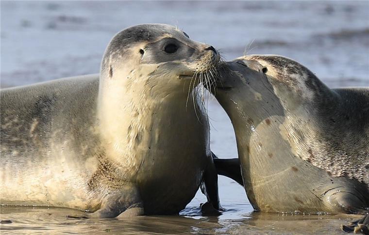 Seehunde im Wattenmeer: So viel Nachwuchs wie noch nie Die Seehunde machen in diesem Jahr einen gesunden und vitalen Eindruck. Die Flugzeuge, die für die Zählung in Nordholz starten, sind für das Watt vor der Küste Cuxhavens bis an die Elbe zuständig.