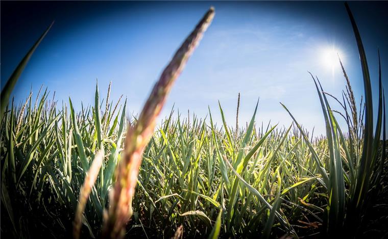 Donnerstag ist der bislang wärmste Tag des Jahres in Niedersachsen Die Sonne brennt über Niedersachsen und Bremerhaven.