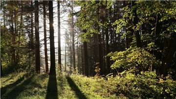 Die Sonne scheint in einem Wald zwischen Bäumen hindurch.