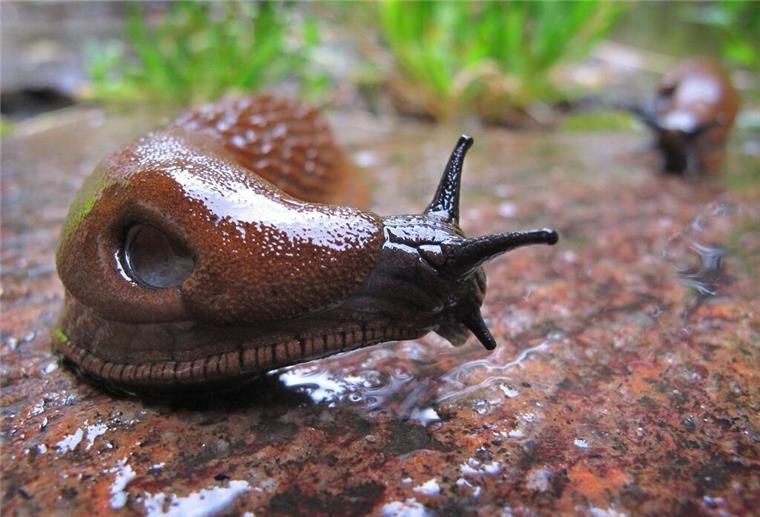 „Ja, es ist schlimm dieses Jahr“: Superschnecke lässt Gärtner verzweifeln Die Spanische Wegschnecke kommt vielerorts vor - ausgerechnet in Spanien aber nur ganz vereinzelt.