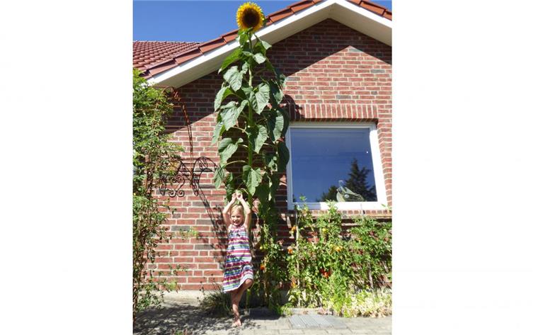 Anderlingen: Fünfjährige freut sich über gigantische Sonnenblume Die Spitze der Sonnenblume, die in Anderlingen fast übers Vordach reicht.