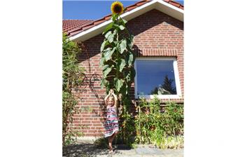 Die Spitze der Sonnenblume, die in Anderlingen fast übers Vordach reicht.