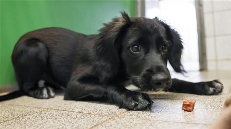 Keine Steuer für Hunde aus Tierheim in Uelzen Die Stadt Uelzen schafft die Steuern für Hunde aus dem Tierheim ab. (Symbolfoto)