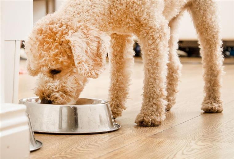 Hunde-Trockenfutter im Test: Bei „Sensitiv-Futter“ lieber vorsichtig sein Ein Hund frisst aus einem Napf. Die Stiftung Warentest hat 24 Trockenfutter für Hunde getestet.