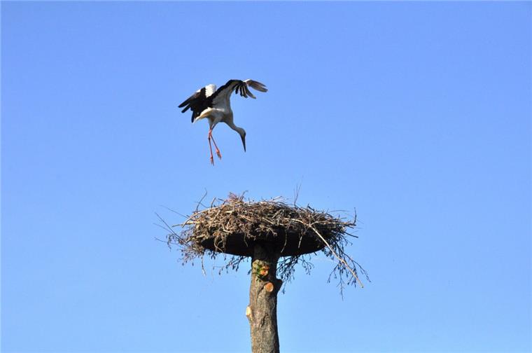Storchen-Rekord in der Wesermarsch: 177 Paare im vergangenen Jahr Die Störche sind inzwischen in ihre Brutgebiete zurückgekehrt.
