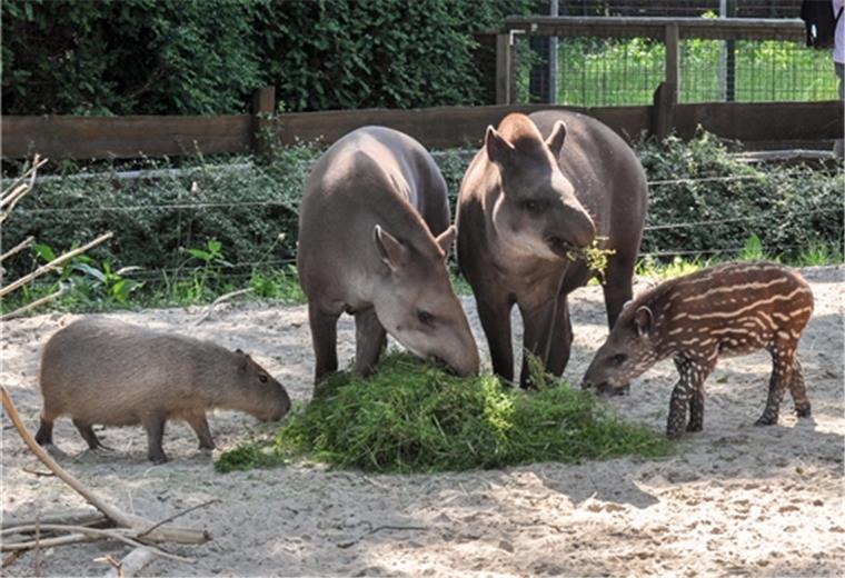 Bummel durch den Tierpark ab Mittwoch wieder möglich Die Tapire und Wasserschweine im Jaderpark freuen sich bestimmt schon auf Besuch. Archivfoto: Minnemann
