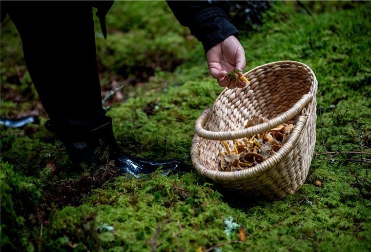 Exkursion zu den Pilzen im Wald Die Teilnehmer dürfen die gesammelten Pilze behalten.