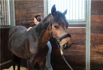 Pferd in Stall
