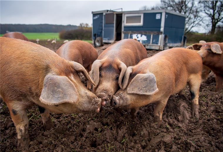 Afrikanische Schweinepest bedroht Niedersachsens Höfe Hausschweine auf einem Hof in Niedersachsen