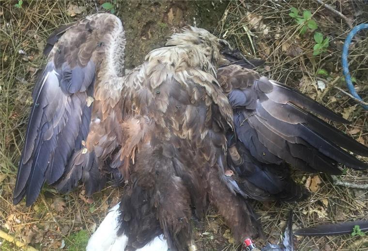 Vergiftet? Drei tote Seeadler in Norddeutschland gefunden Ein toter Seeadler