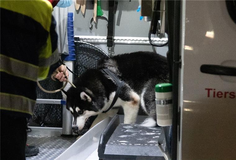 Tierretter holen 19 Huskys aus Wohnung Husky in einem Auto.
