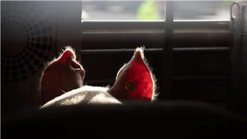 Die Tierschutzorganisation Animal Rights Watch spricht von einer „der umfangreichsten Aufdeckungen, die je aus der deutschen Tierhaltung ans Licht gekommen sind“. (Symbolbild)