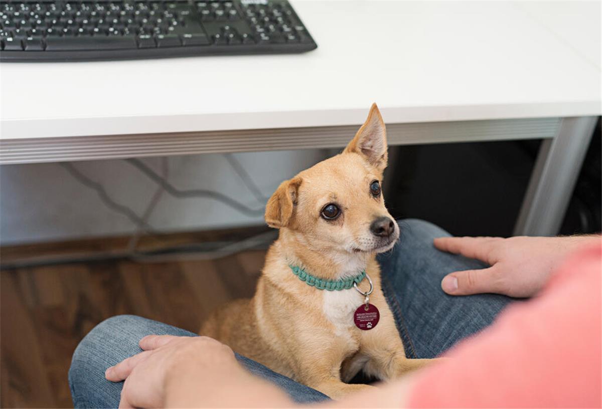 Tierschutzorganisation wirbt für mehr Hunde in den Büros Hund im Büro