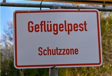 Die Tierseuchenlage in Bezug auf die Geflügelpest hat sich weiter zugespitzt.