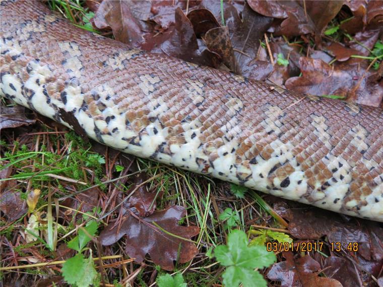 Die tote Zentralasiatische Teppichpython wurde ohne Kopf nahe der A1 gefunden. 